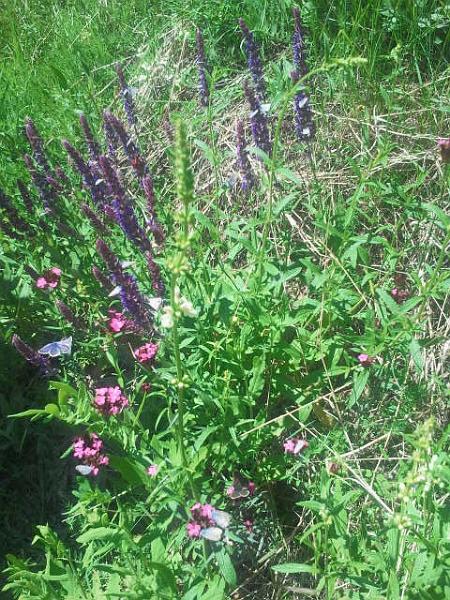 2017-05-20 13.53.15.jpg